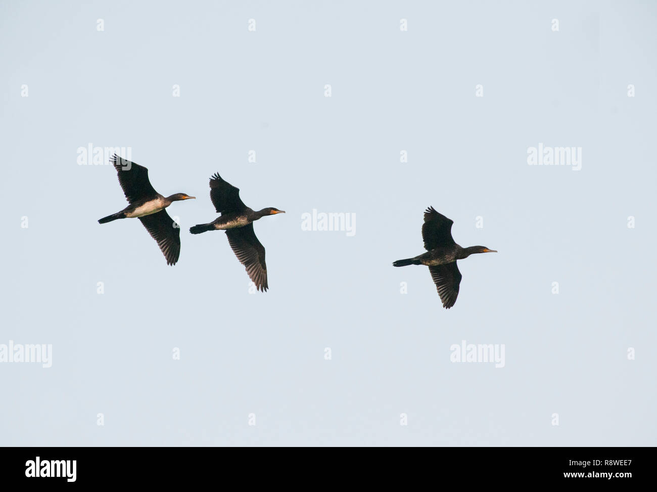 Gruppe des Kormorans, Phalacrocorax carbo, im Flug über Brent Reservoir, London, Vereinigtes Königreich Stockfoto
