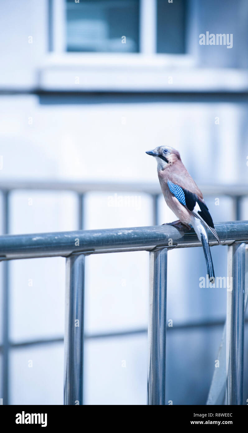 Eichelhäher oder Eurasische Jay, Garrulus glandarius, am Geländer außerhalb Woolworths Gebäude thront, Marylebone Road, London, Vereinigtes Königreich Stockfoto