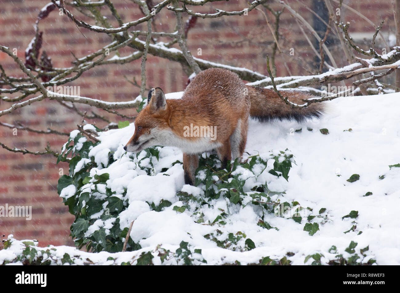 Red Fox, Vulpes vulpes, im Winter Schnee auf Gartenhaus Dach, London, Vereinigtes Königreich Stockfoto