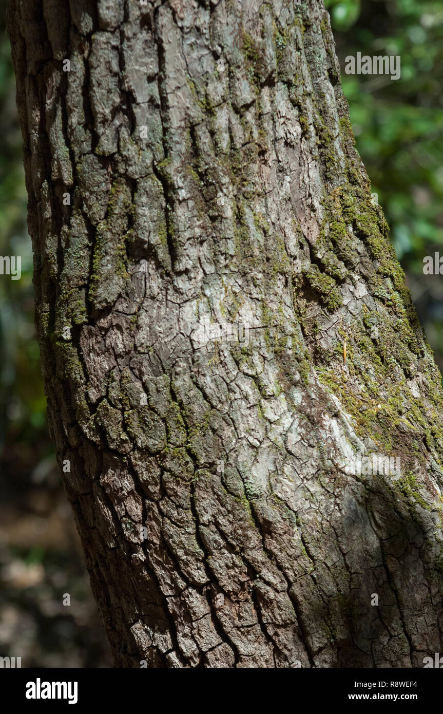 Sourwood Baum, durch die Cherokee für Pfeil Wellen verwendet, Qualla Reservierung, North Carolina. Digitale Fotografie Stockfoto