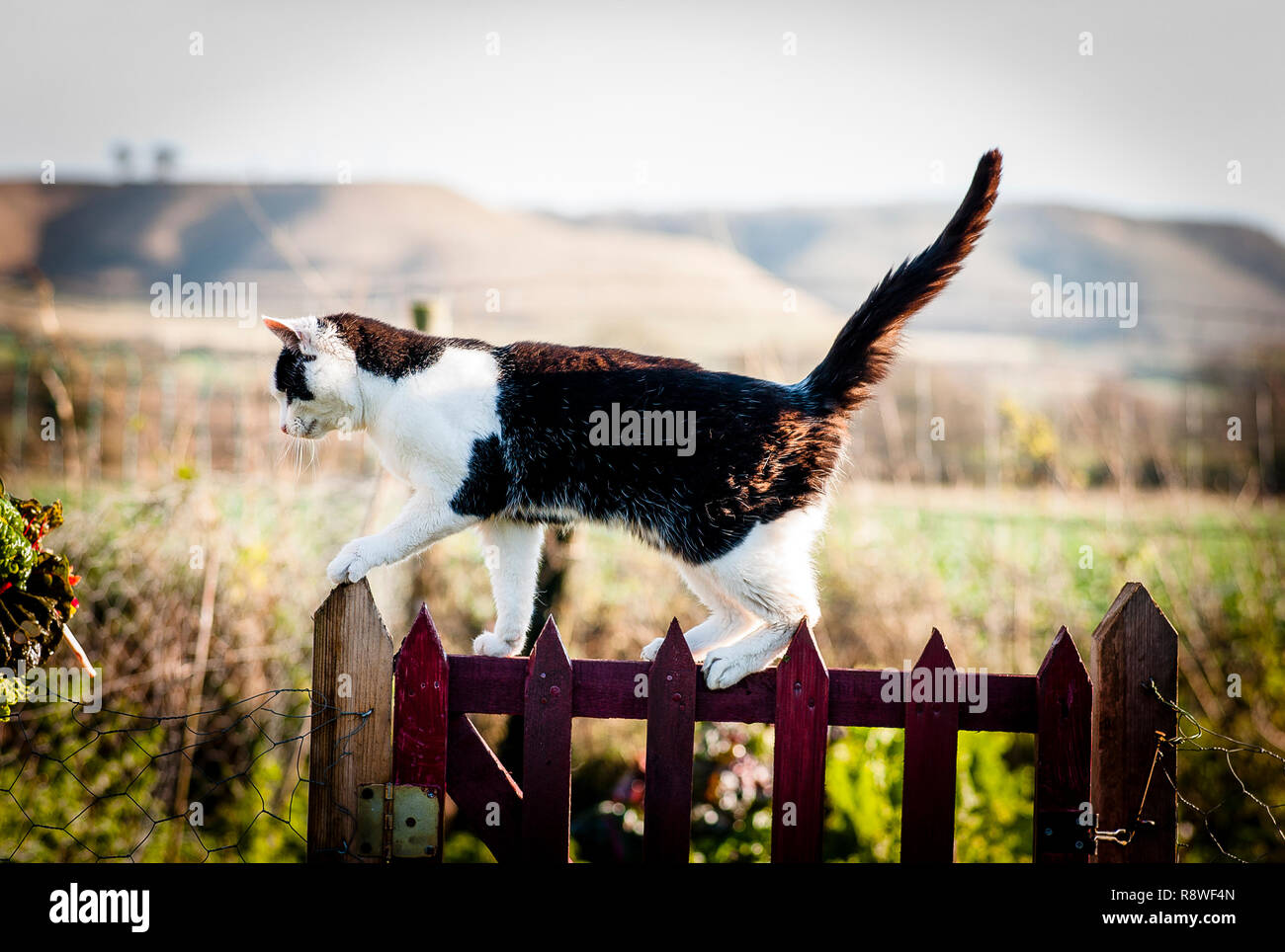 Schwarz und Weiß Land cat Herumstreichen um einen Garten Tor im Dezember Stockfoto