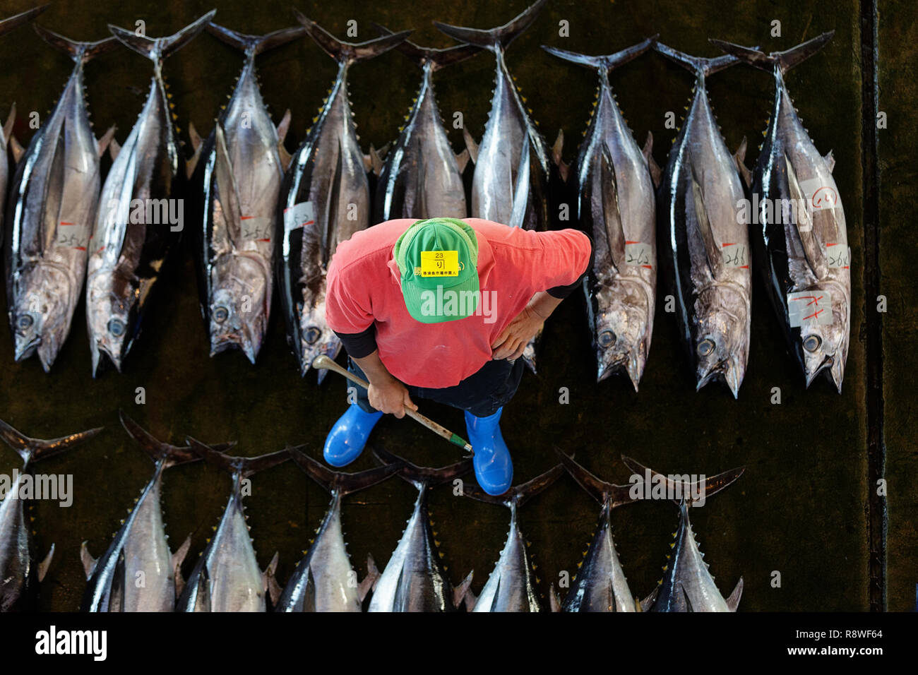 Frischer Thunfisch, Thunfisch in Katsuura Fischmarkt, Nachikatsuura, Wakayama, Japan Stockfoto