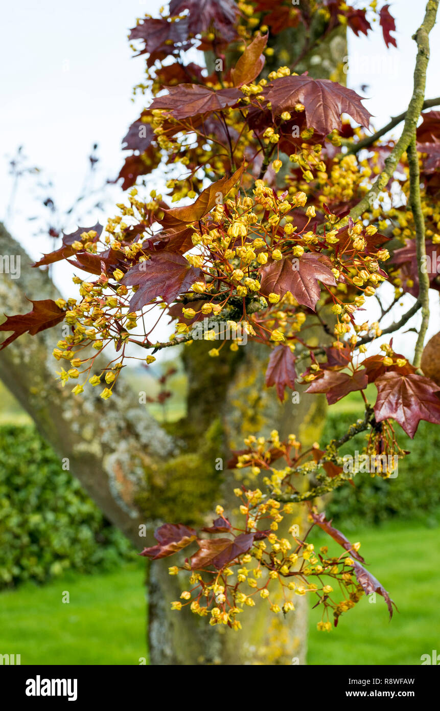 Junge Blumen und Laub an einem Ahornbaum im Mai UK Stockfoto