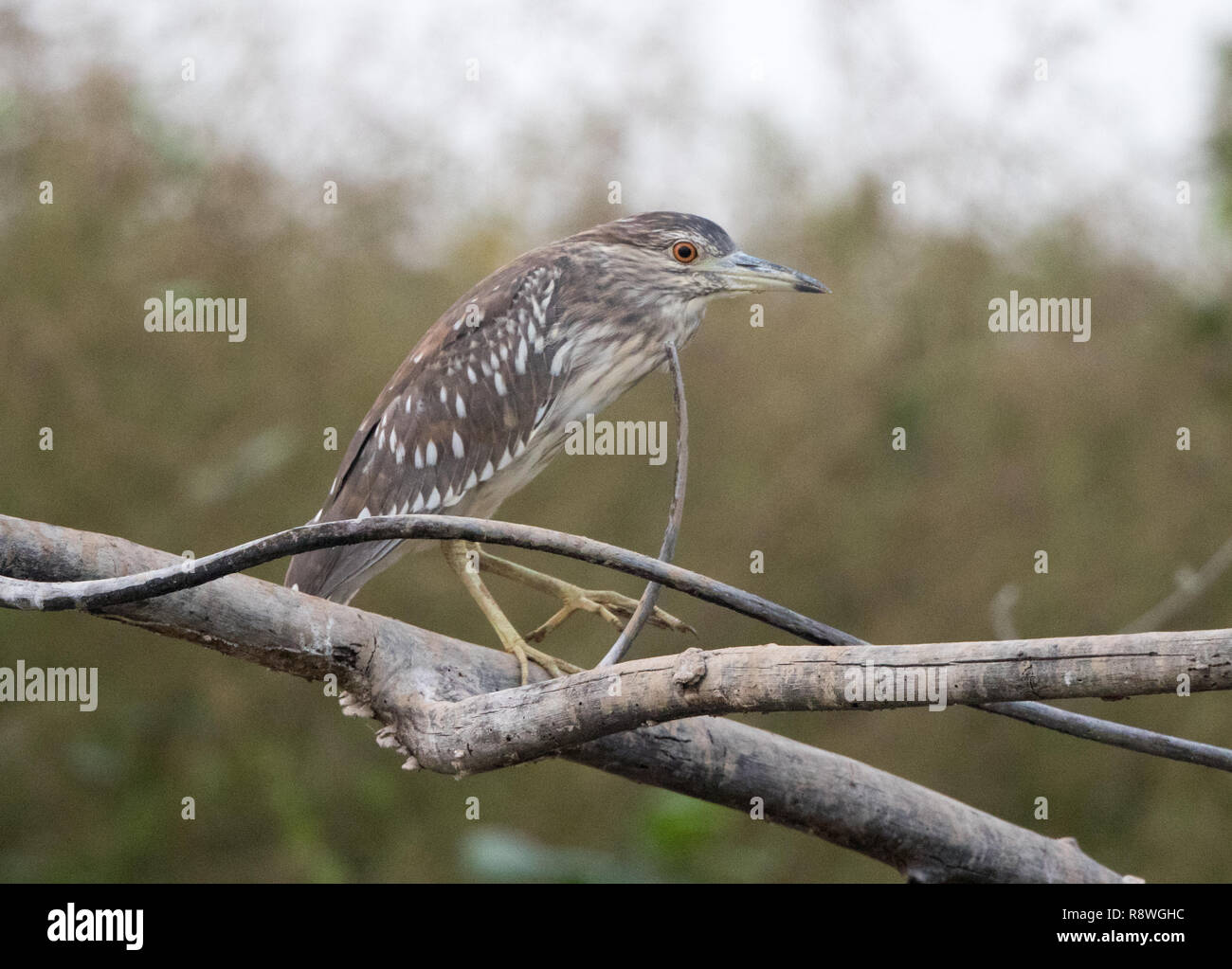 Schwarz-gekrönt-Nachtreiher (Nycticorax Nycticorax) Stockfoto