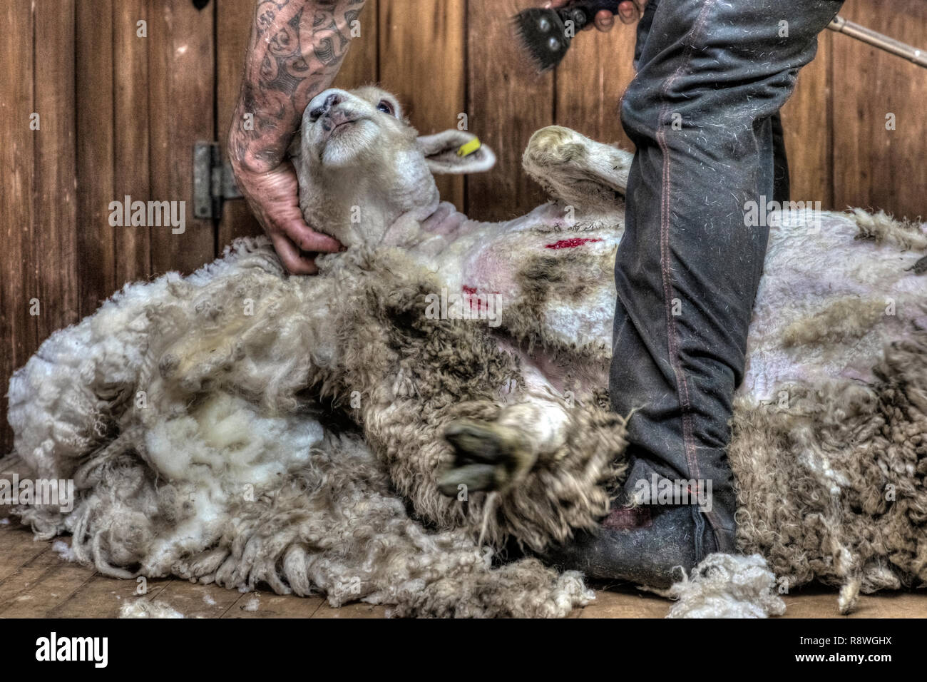 Schafe scheren in Ohai, Southland, Neuseeland Stockfoto