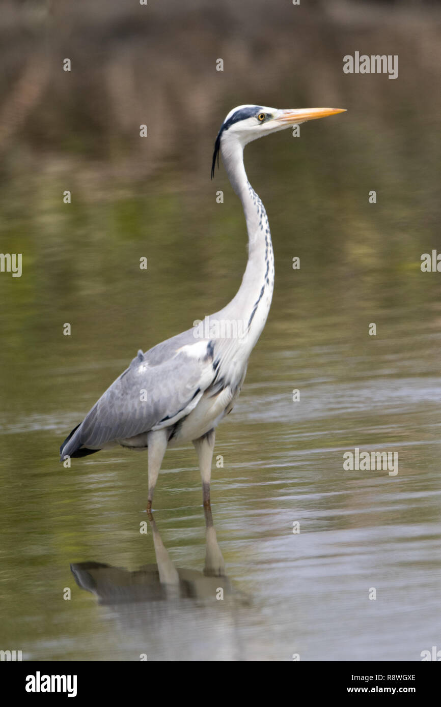 Graureiher (Ardea Cinerea) Stockfoto