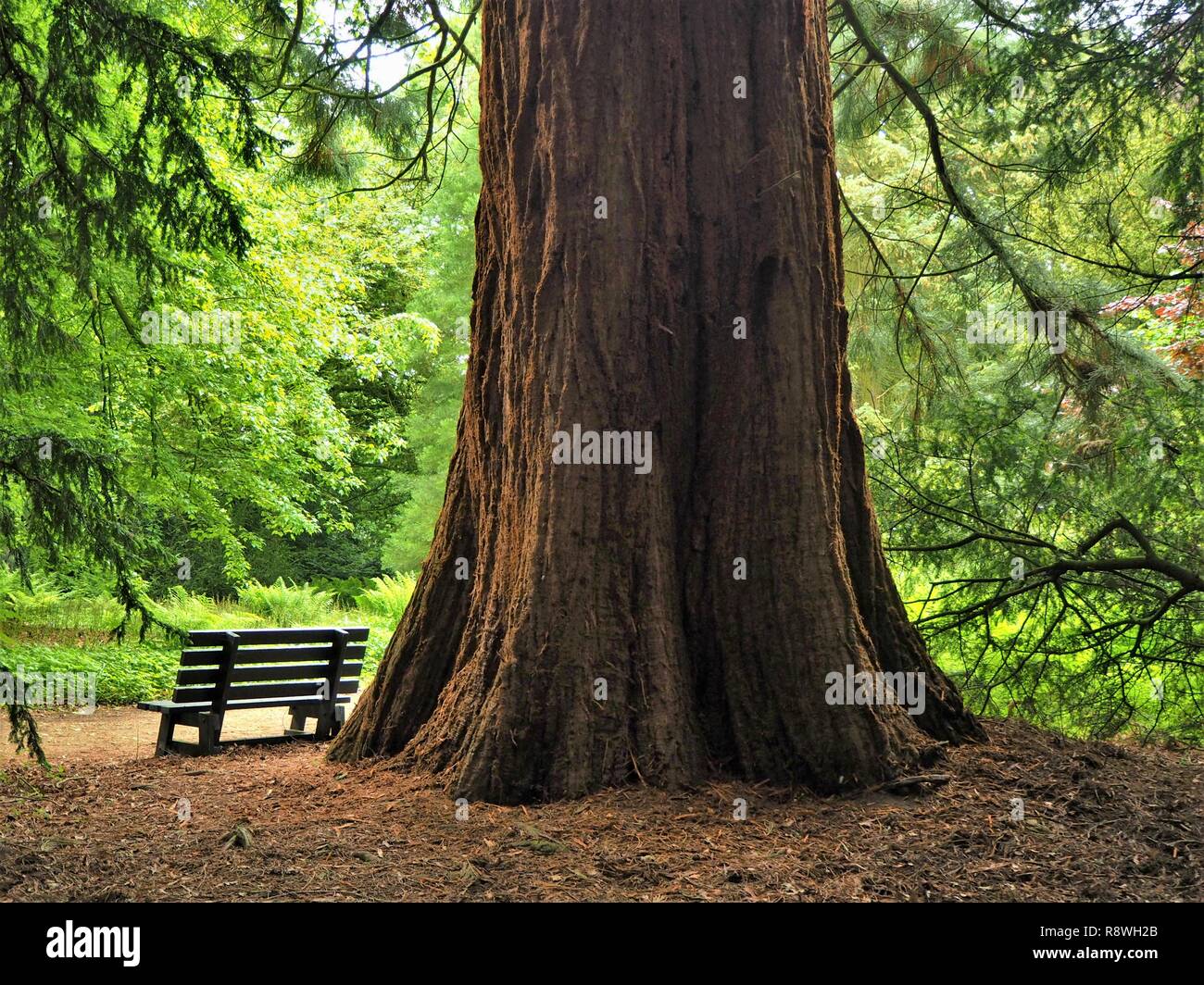 Holz Parkbank neben einem riesigen Redwood Tree Trunk im Sommer Stockfoto