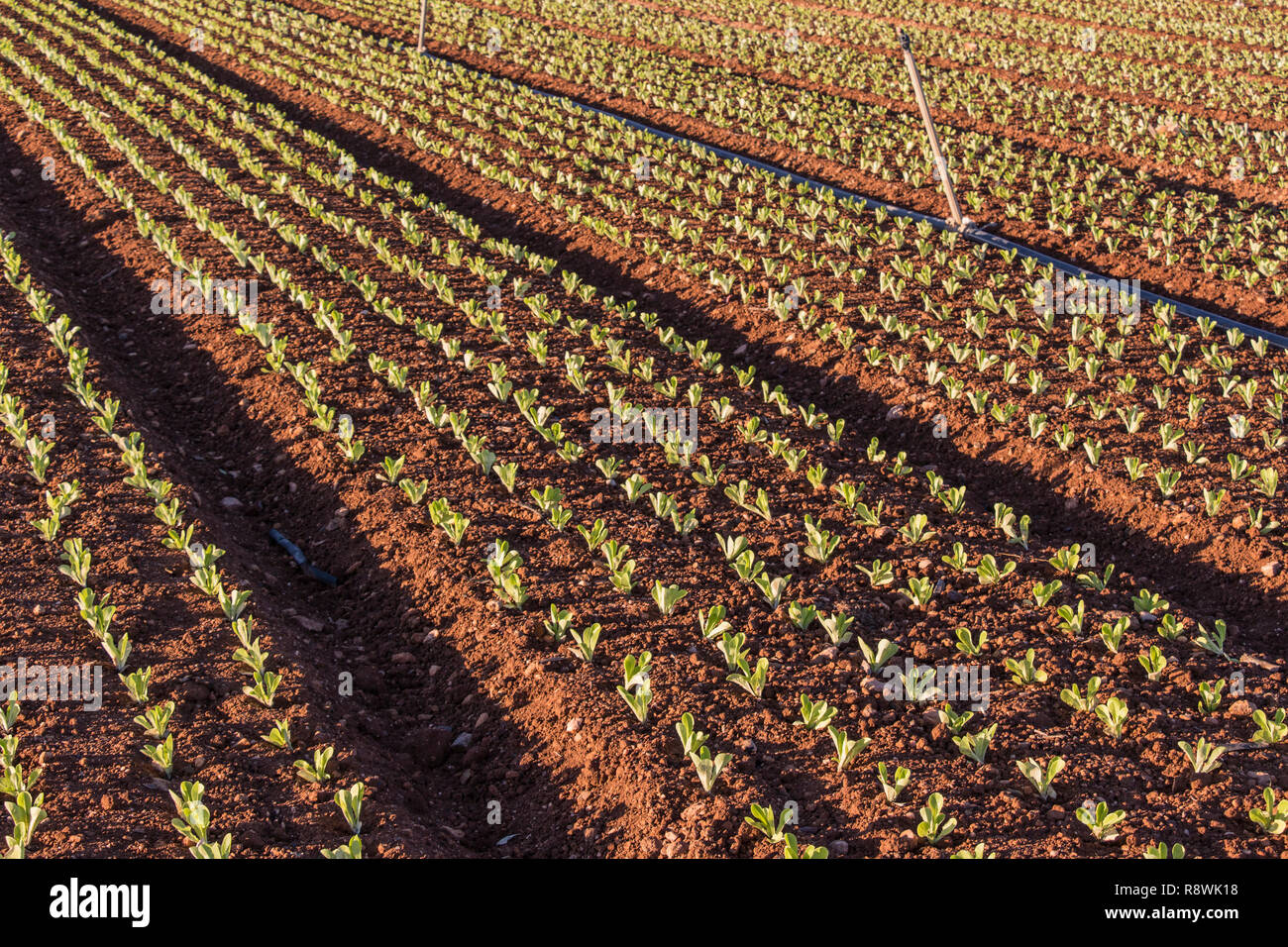 Baby leaf Bereich der Salat, Kopfsalat Anbau, grüne Blätter Stockfoto