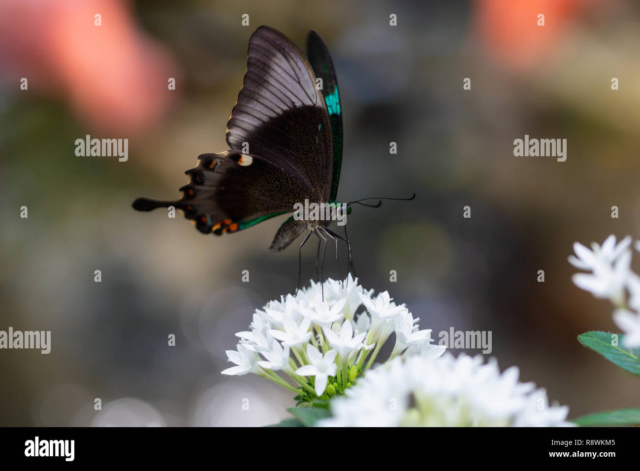 Schöne makro Bild von einem Schmetterling, Papilio Palinurus-arten, auch bekannt als Emerald gebändert Pfau. Herkunftsort ist Indonesien, Südostasien. Stockfoto