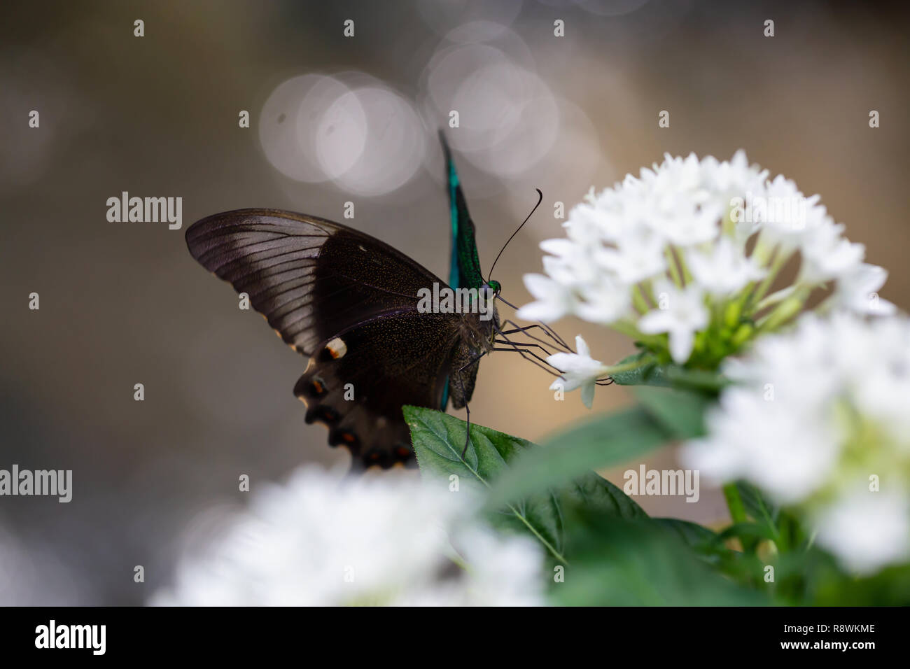 Schöne makro Bild von einem Schmetterling, Papilio Palinurus-arten, auch bekannt als Emerald gebändert Pfau. Herkunftsort ist Indonesien, Südostasien. Stockfoto