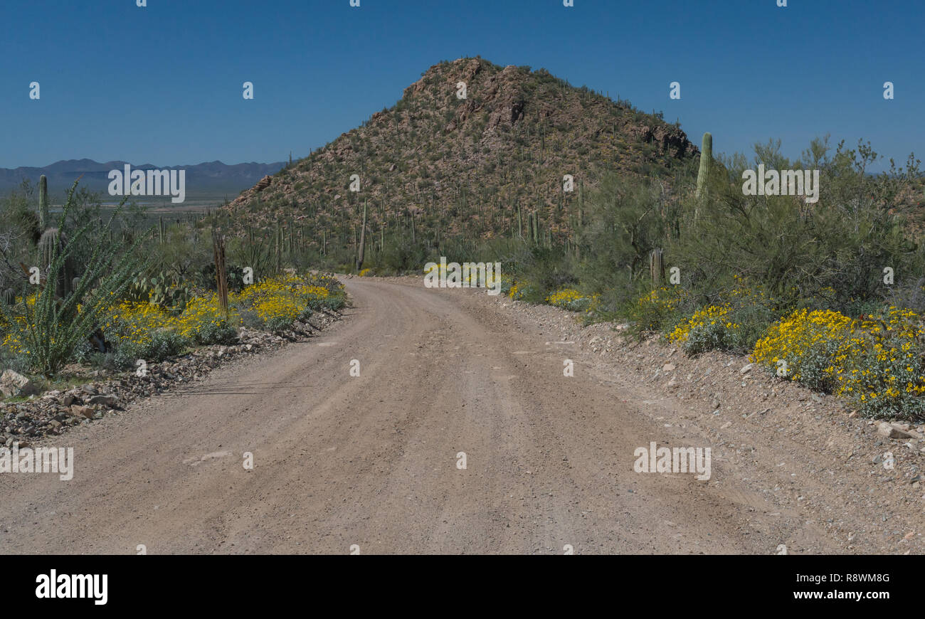 Ein frisch planiertem Schotterbelag Weg gesäumt von brittlebrush (Encelia farinose) und junge Saguaro Kaktus führt vorbei an einem felsigen Hügel im Saguaro National Park Stockfoto