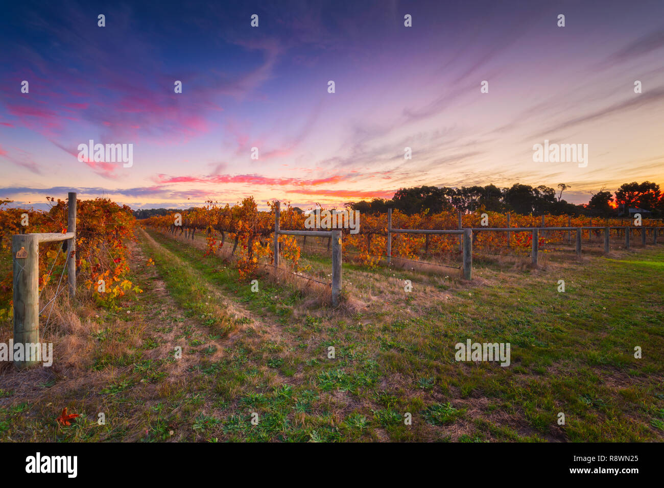 Herbstlaub im Weingut Stockfoto