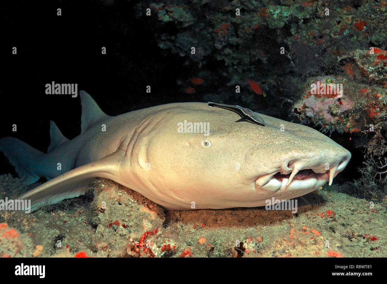 Tawny Ammenhai oder gemeinsamen Ammenhai (Nebrius Art) mit schiffshalter (Echeneidae), Verlegung in ein Korallenriff, Ari Atoll, Malediven Stockfoto