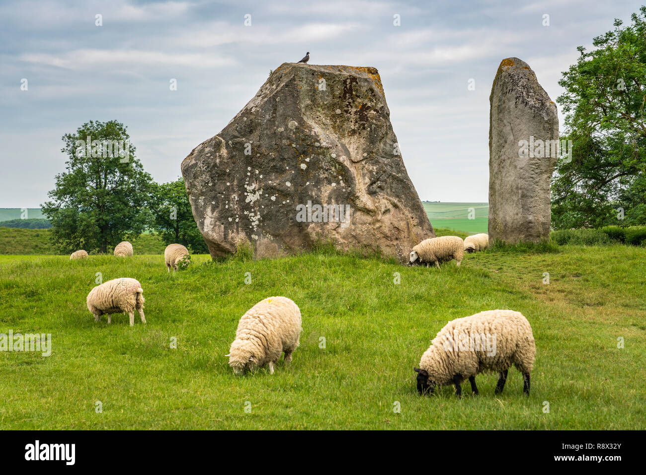 Jungsteinzeitlichen Steinkreise und Wiese mit Schafe weiden in der Nähe von Avebury, Wiltshire, England, Europa. Stockfoto