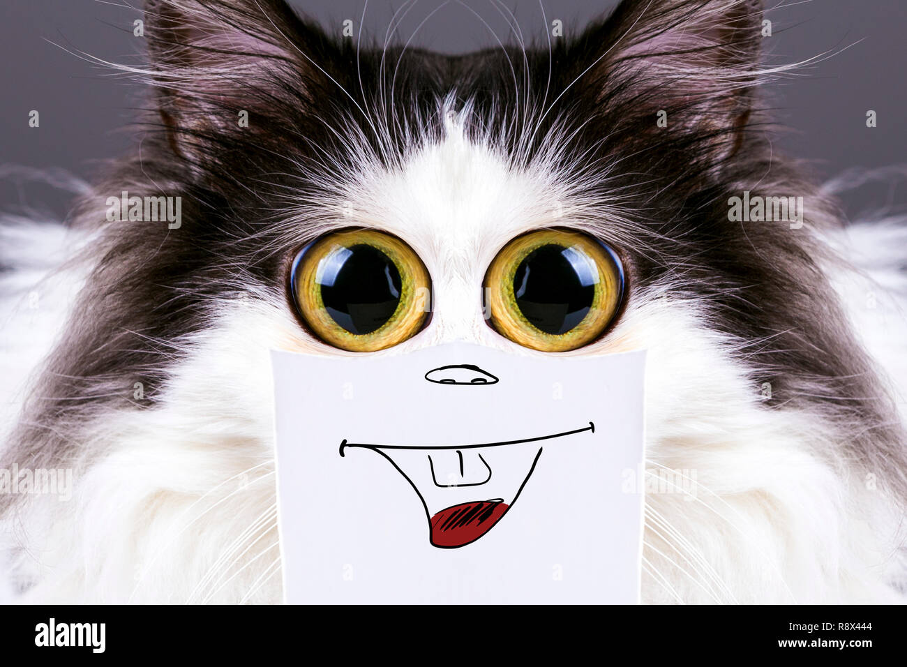 Schwarz und Weiß lustige Katze mit großen Augen und einem Lächeln auf  Karton Stockfotografie - Alamy