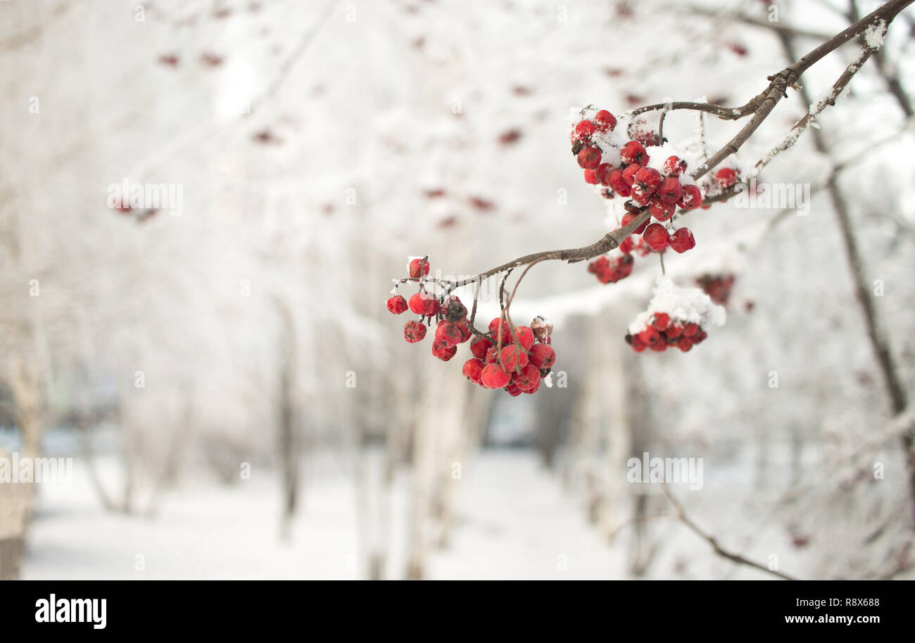 Rowan Zweig mit roten Beeren. Die saisonbereinigte Weihnachten und Neujahr winter Hintergrund Konzept. Nahaufnahme. Stockfoto