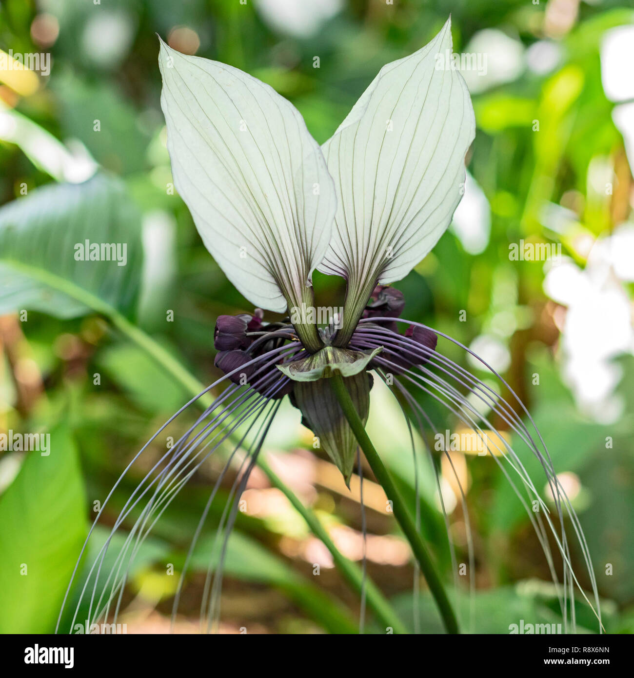 Papaikou, Hawaii - Die weißen bat plant (Tacca Integrifolia). Stockfoto