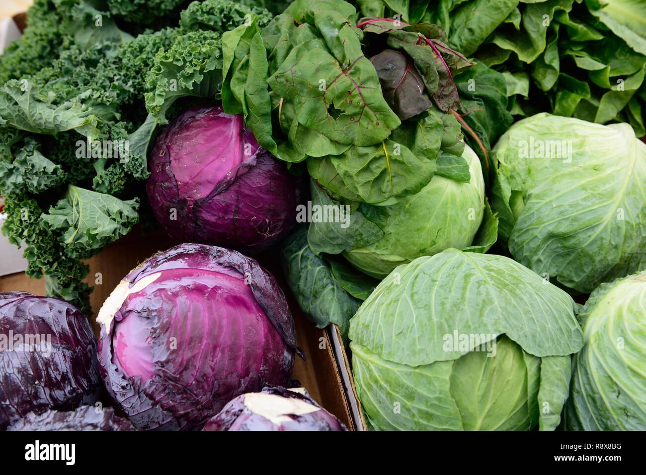 Frisch geerntete rohe grüne und lila rohe Farm produzieren Gemüse, Kohlrüben und Grünkohl auf einem Bauernmarkt Stockfoto