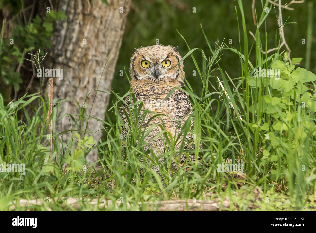 Juvenile große gehörnte Eule Stockfoto