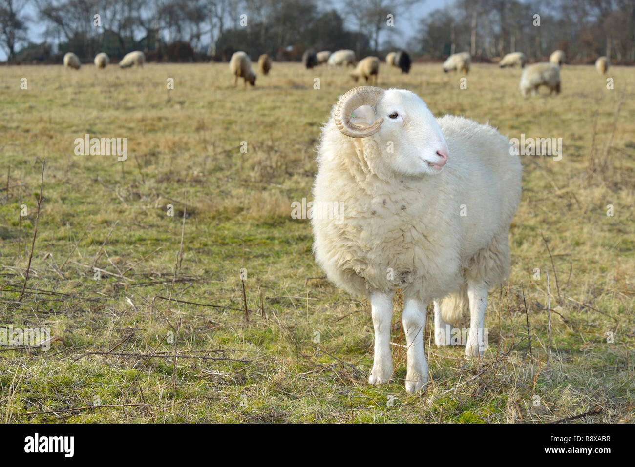 Schaf-/Ram in Suffolk Feld Stockfoto