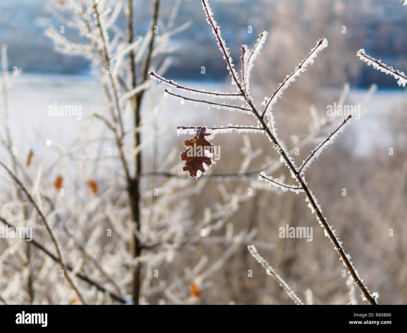 Lonely frosty Eichenlaub auf dem Zweig Stockfoto