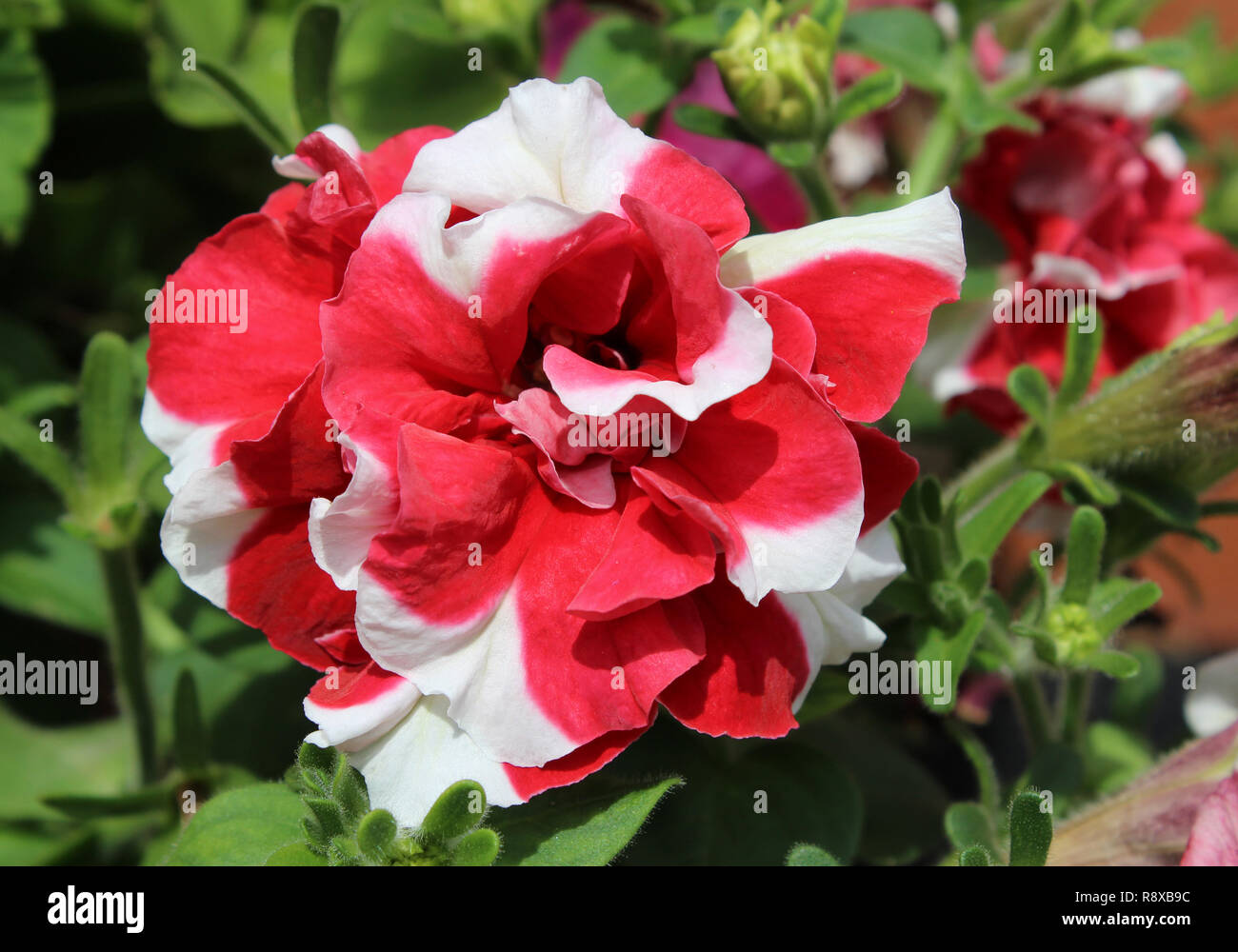 Schöne farbenprächtige, rot-weiß gestreifte Doppel Petunia Blume. Stockfoto