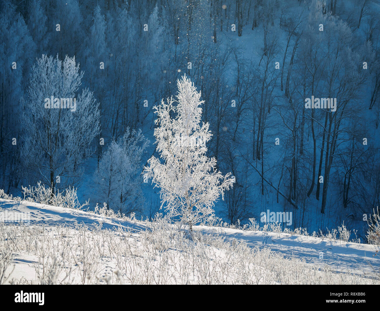 Einsame Birke mit Schnee am Hang des Hügels abgedeckt Stockfoto