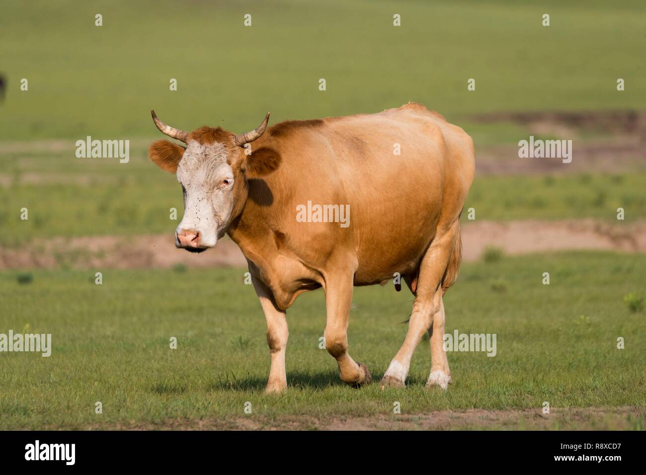 China, Innere Mongolei, Provinz Hebei, Zhangjiakou, Bashang Grasland, Kuh in der Prärie Stockfoto