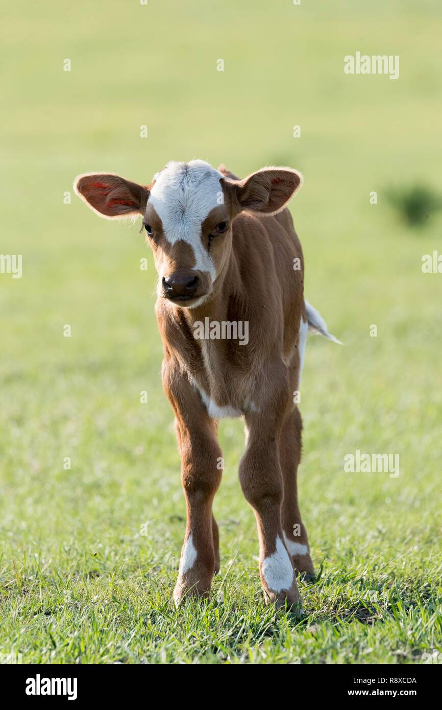China, Innere Mongolei, Provinz Hebei, Zhangjiakou, Bashang Grasland, Kalbfleisch in der Prärie Stockfoto