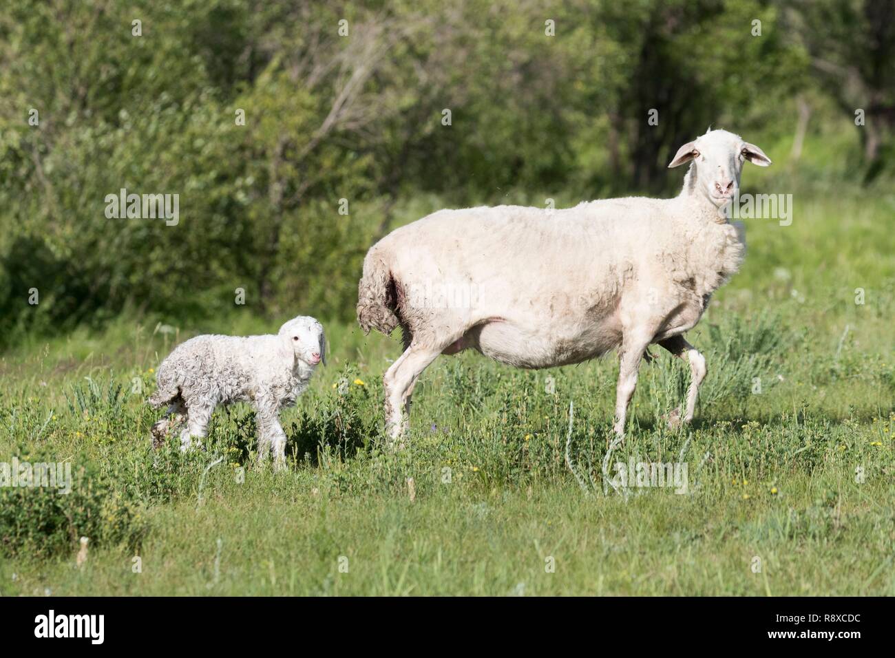 China, Innere Mongolei, Provinz Hebei, Zhangjiakou, Bashang Grasland, Schafe, Erwachsene mit Jungen, Mutter und Kind gerade geboren Stockfoto