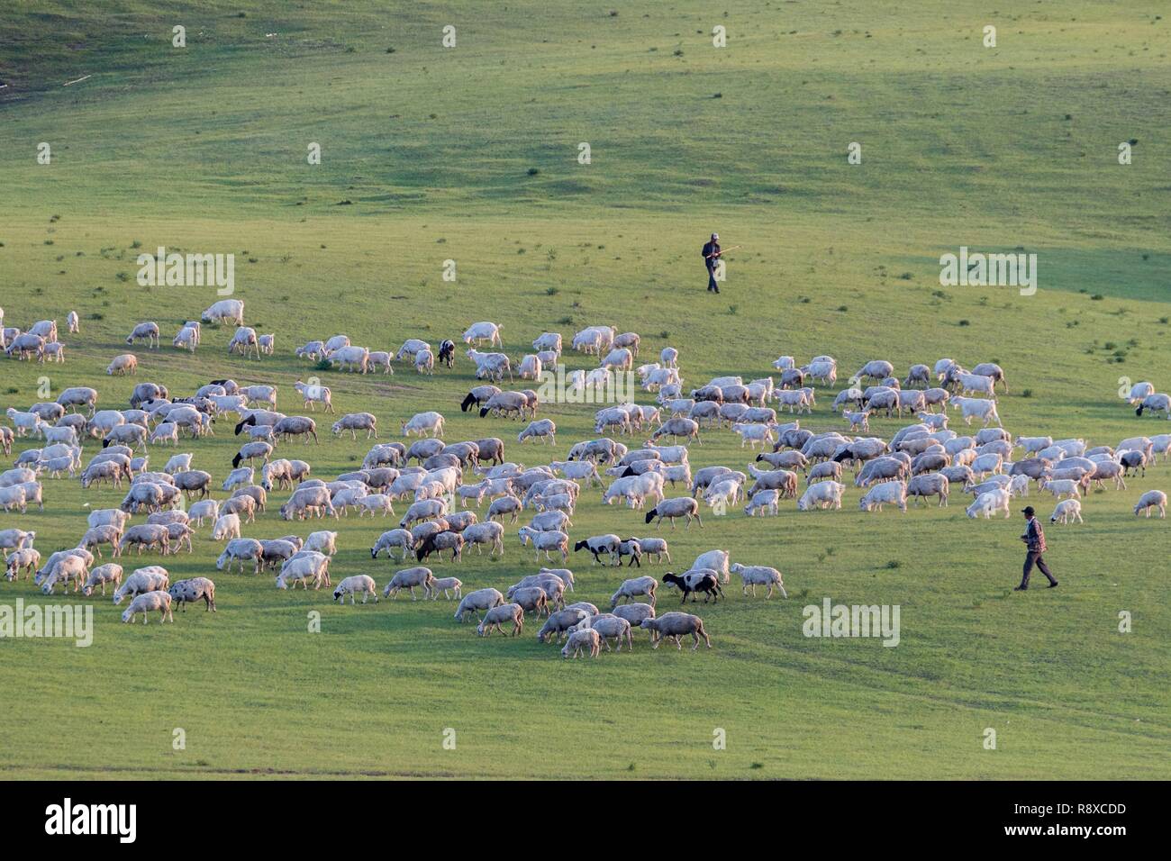 China, Innere Mongolei, Provinz Hebei, Zhangjiakou, Bashang Grünland, Hirte seine Schafe halten mit seinen Hunden Stockfoto