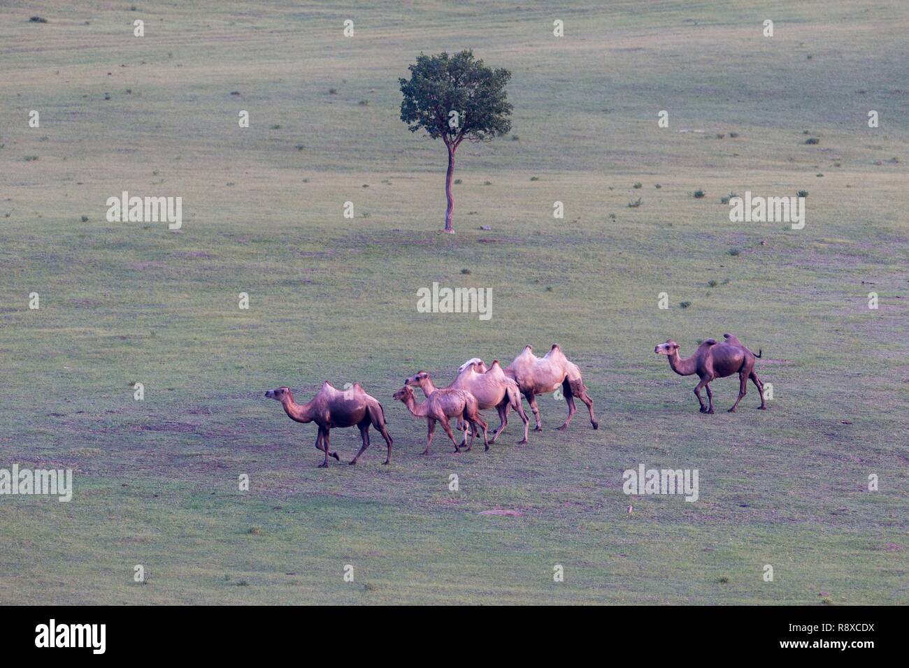 China, Innere Mongolei, Provinz Hebei, Zhangjiakou, Bashang Grünland, Bactrian Camel (Camelus bactrianus) Stockfoto