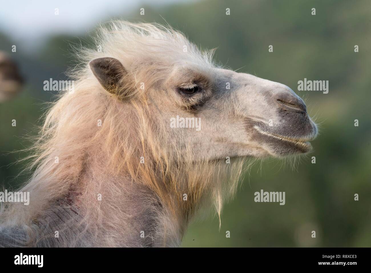 China, Innere Mongolei, Provinz Hebei, Zhangjiakou, Bashang Grünland, Bactrian Camel (Camelus bactrianus) Stockfoto