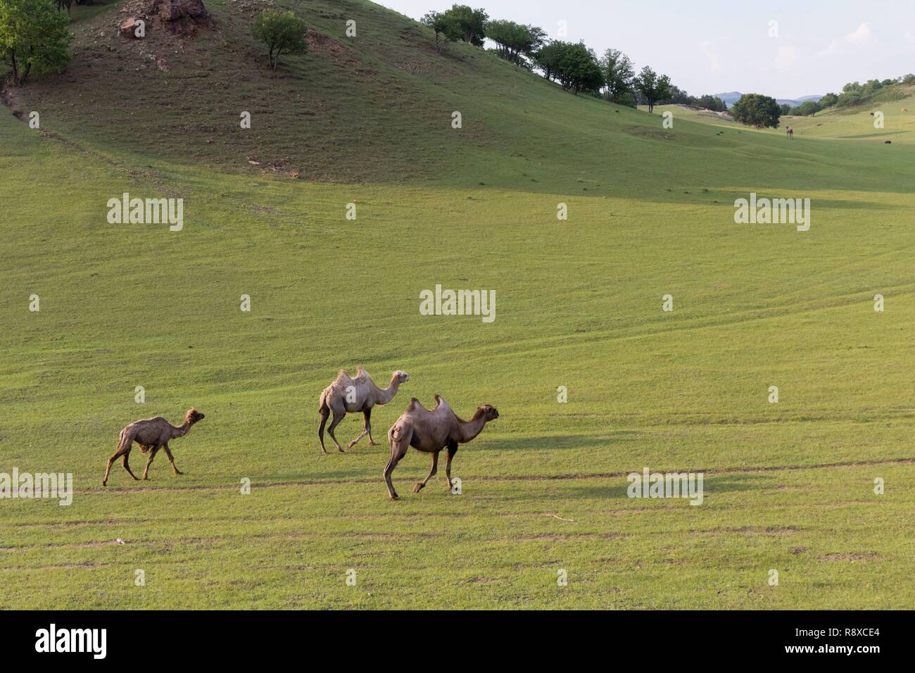 China, Innere Mongolei, Provinz Hebei, Zhangjiakou, Bashang Grünland, Bactrian Camel (Camelus bactrianus) Stockfoto