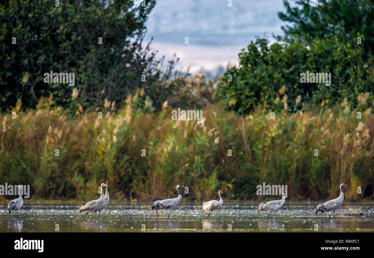 Kranichen (Grus Grus) im Wasser. Krane Herde auf dem See bei Sonnenaufgang. Morgen Landschaft von Hula Valley finden. Israel. Stockfoto