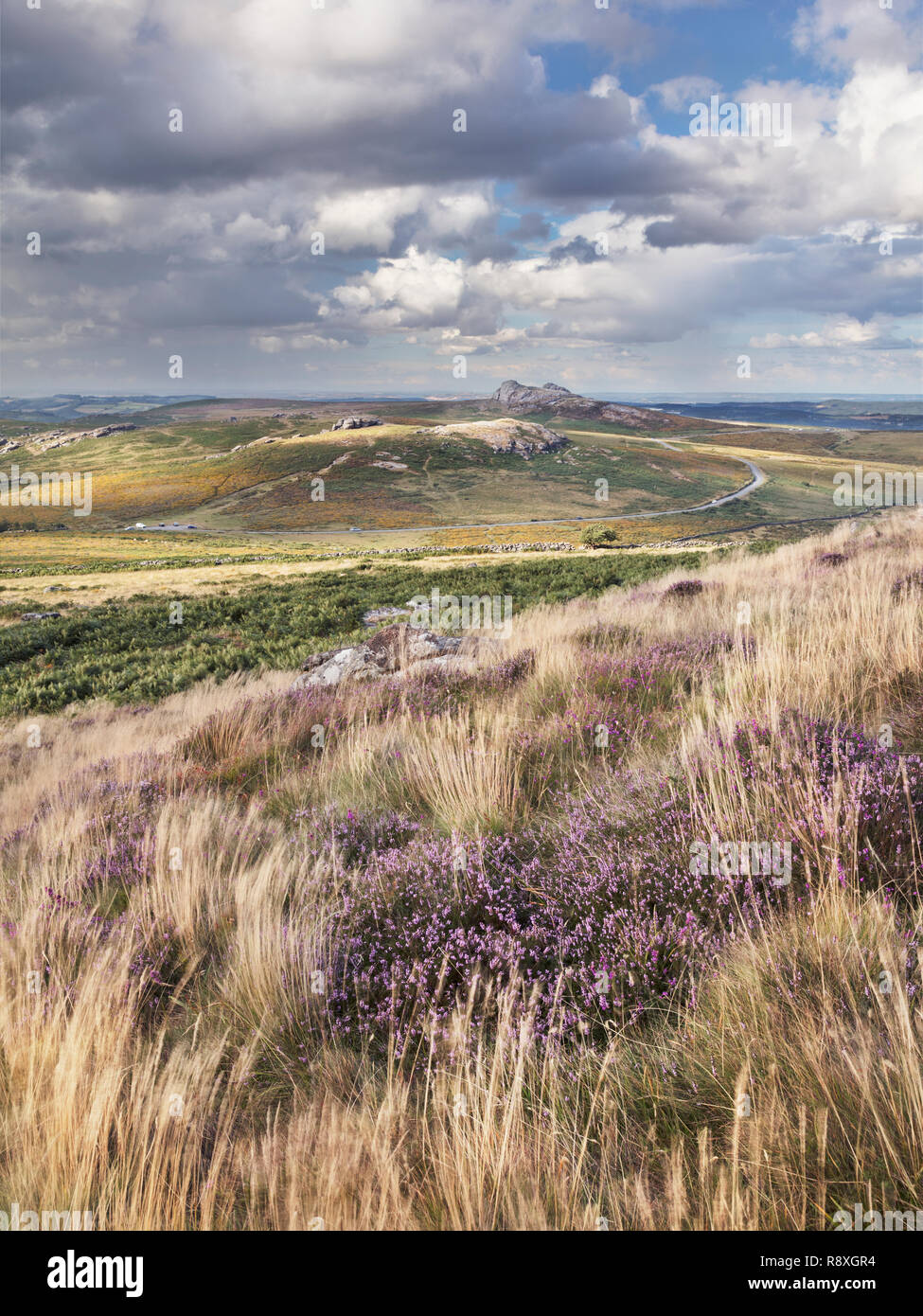 Blick von Rippon Tor Haytor in Dartmoor National Park zeigen einige Heather im Vordergrund. Stockfoto