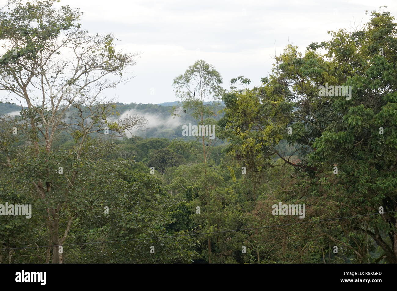 Kibale Forest Nationalpark, Uganda. Es gibt Nashornvögel sitzen in dem Baum in der Mitte. Stockfoto