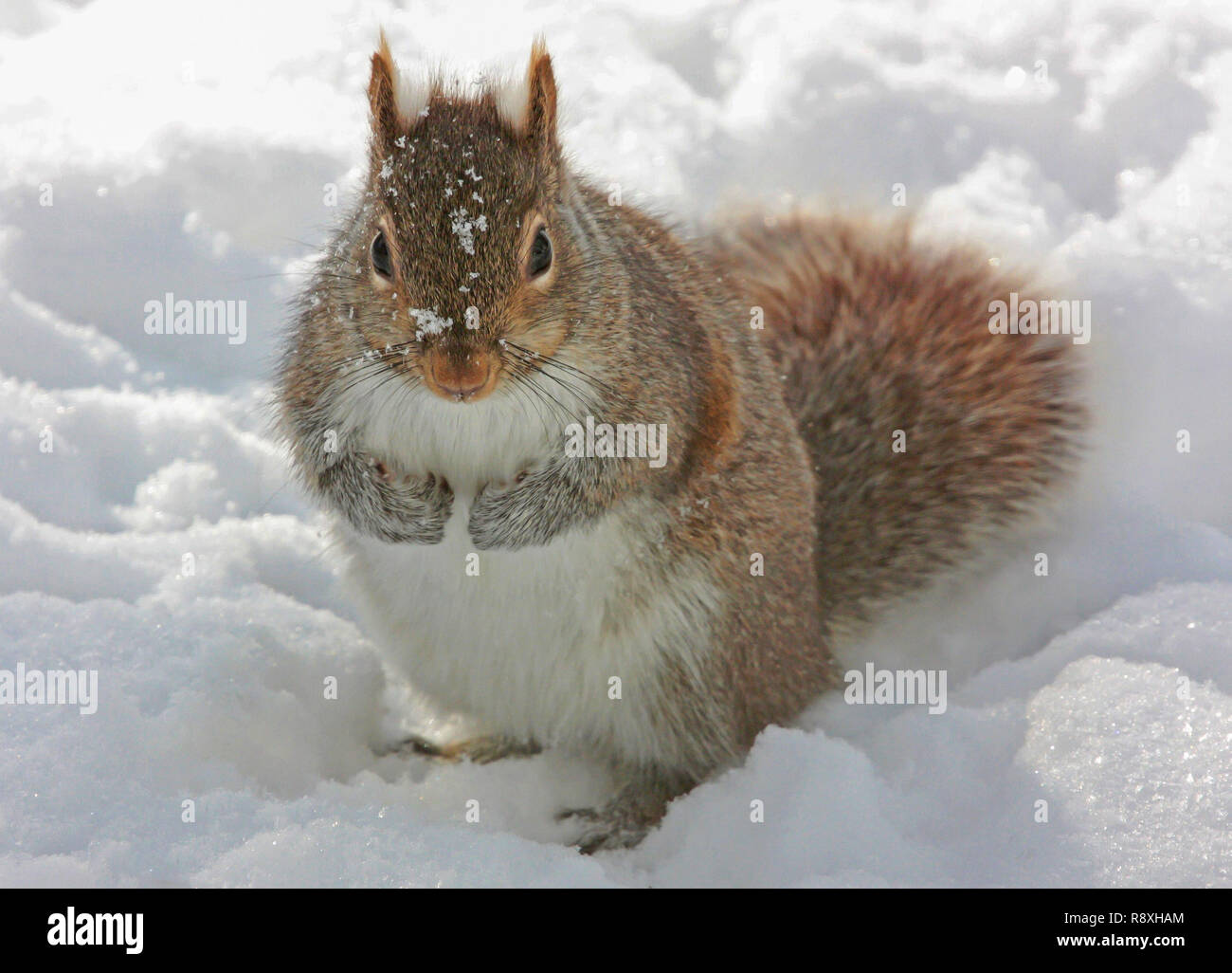 Eine süsse graue Eichhörnchen schaut nach der Suche in tiefem Schnee für Lebensmittel. Stockfoto