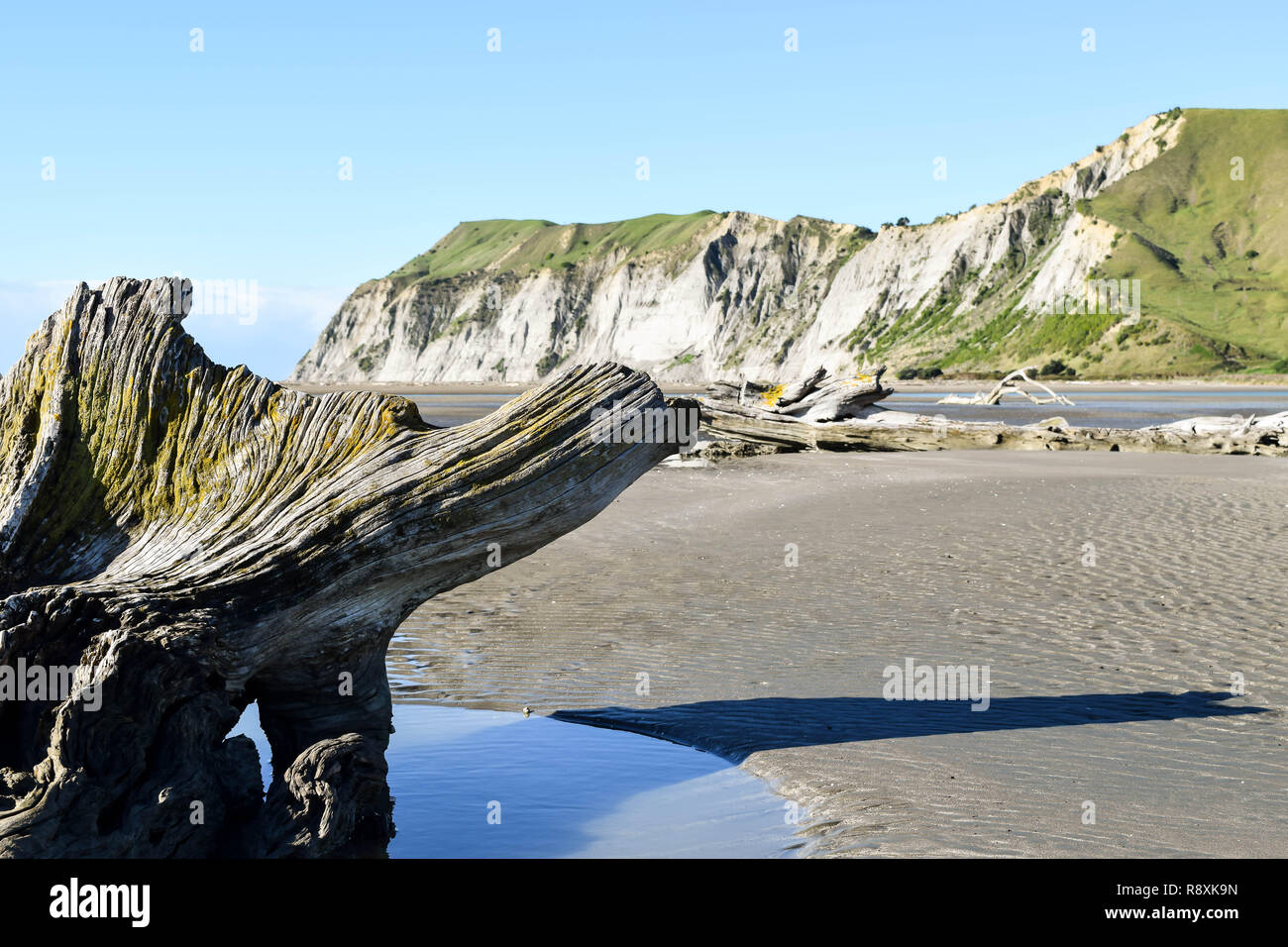 Ein treibholz Thron sitzt unterhalb der hohen Klippen in Gisborne, Neuseeland Stockfoto