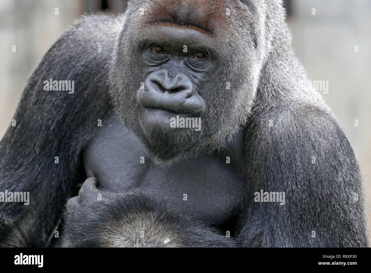Gorilla (Gorilla gorilla Gorilla), Male, Silverback, Captive Stockfoto
