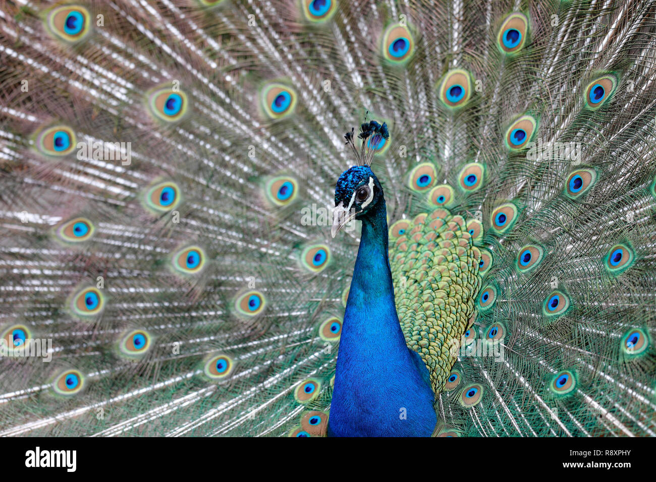 Pfau (Pavo cristatus) der Balz, Captive durchführen, Stockfoto