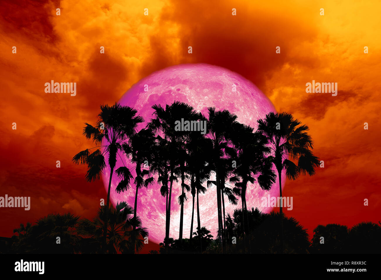 Voller rosa Mond zurück Silhouette hohen Palmen in dunklem Rot Orange Night Sky, Elemente dieses Bild von der NASA eingerichtet Stockfoto