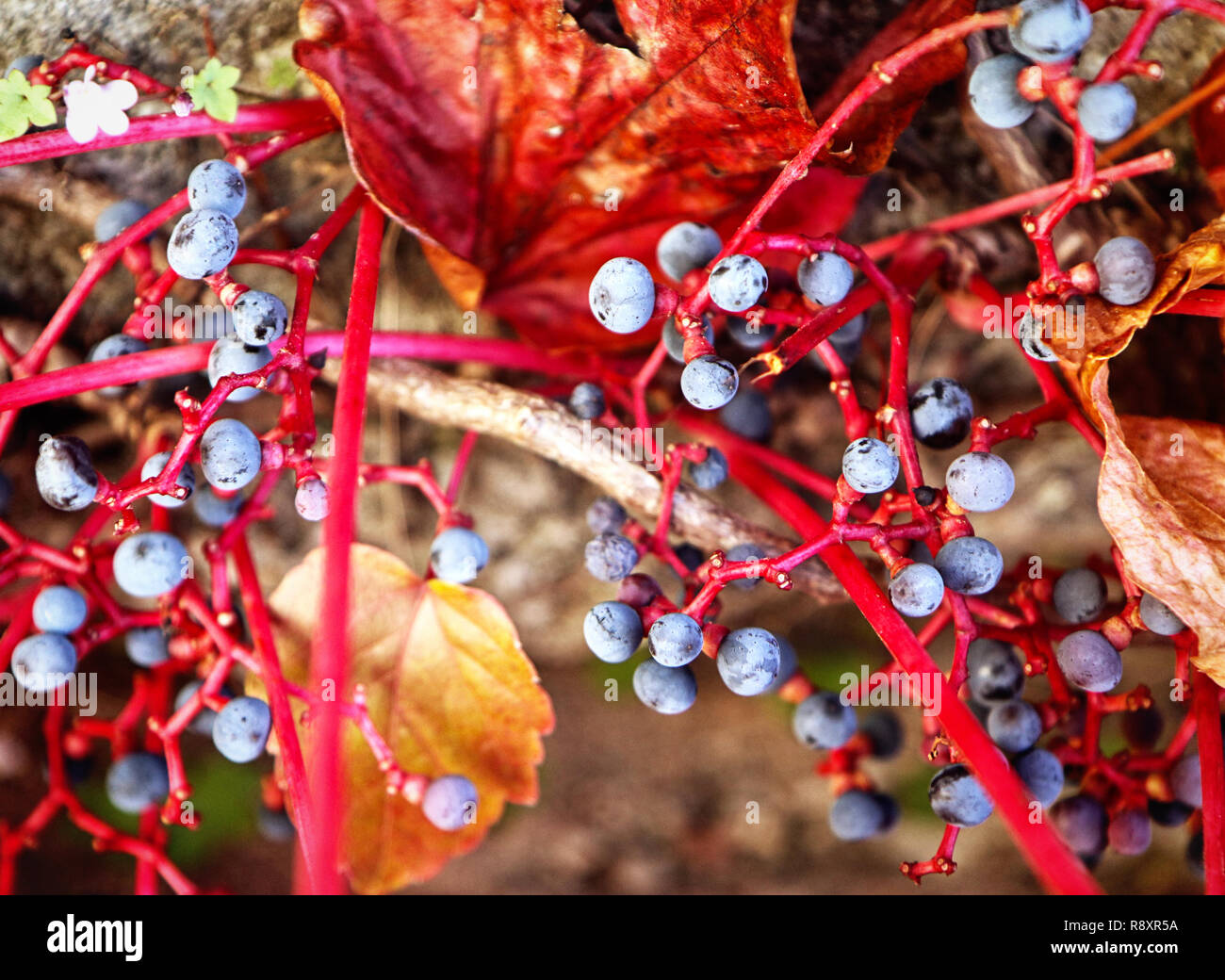 Herbstliche Ansicht von Efeu blaue Beeren und rote Laub Stockfoto