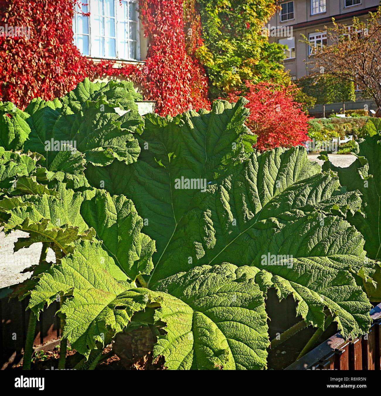 Riesige Blätter, Gunnera dolmetsch oder riesige Rhabarber, Pflanze südlichen Chile als Zierpflanzen in Gärten und Parks Stockfoto