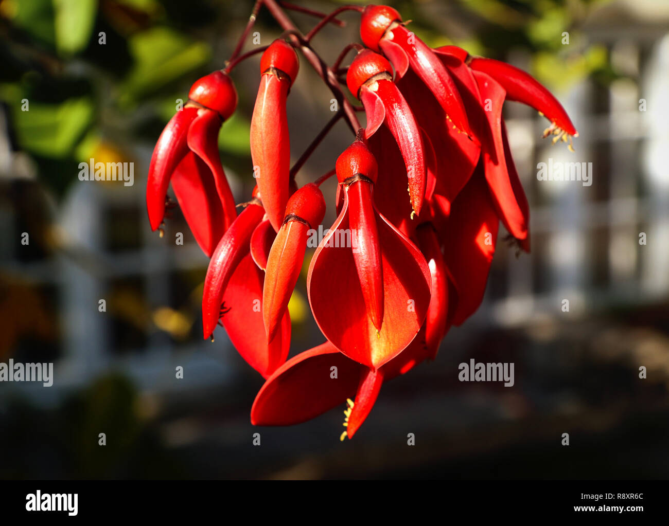 Leuchtend roten Blüten von erythrina Crista-Galli oder cockspur Coral Tree in Argentinien, Uruguay, Paraguay, Brasile e mit dornigen Zweigen und inflor Stockfoto
