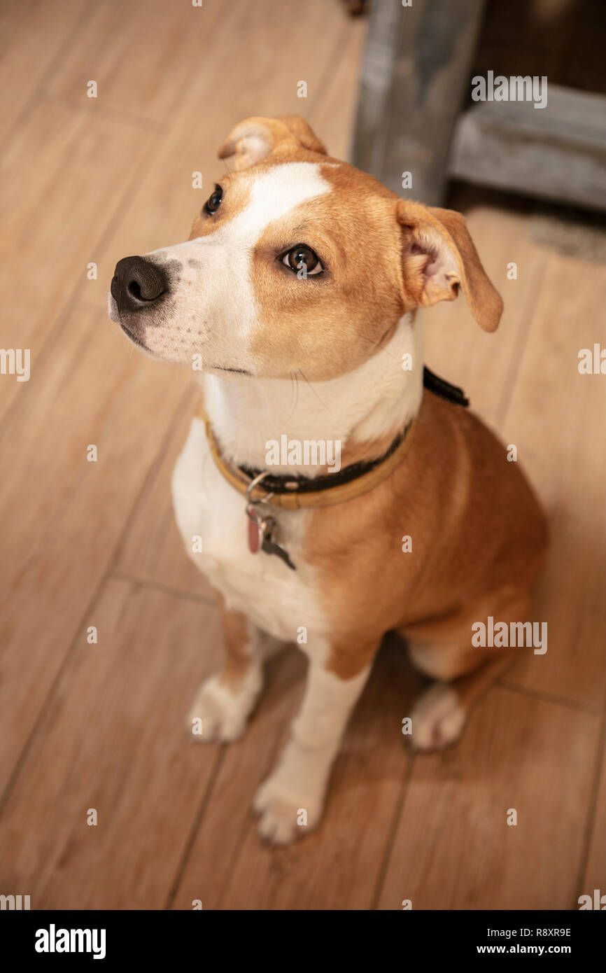 Hund sitzt auf dem Holzboden Stockfoto