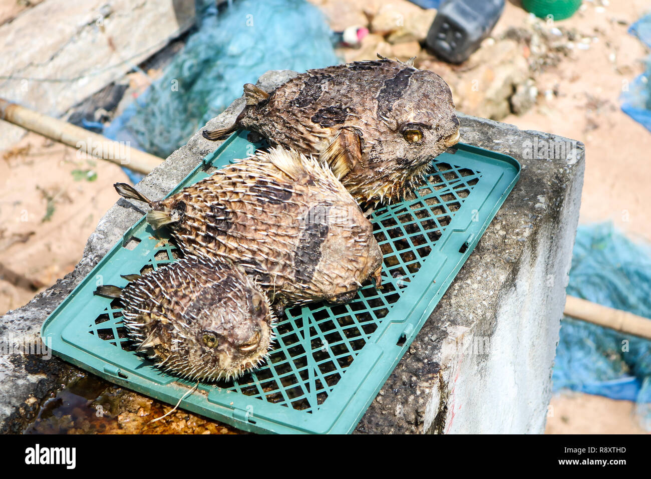 Kugelfische wurde aus dem Meer geholt. Geblasen und getrocknet als Souvenir auf dem Markt zu verkaufen. Stockfoto