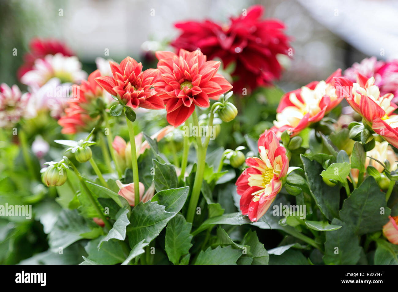 Verschiedene rote Blumen in einem Garten Stockfoto