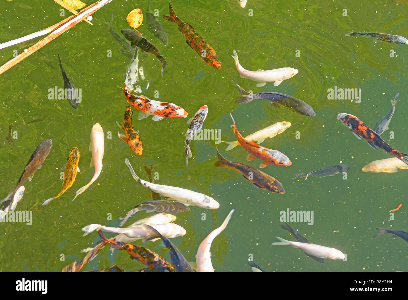 Farbenfrohe Koi Teich in den Tropen in Monteverde, Costa Rica Stockfoto