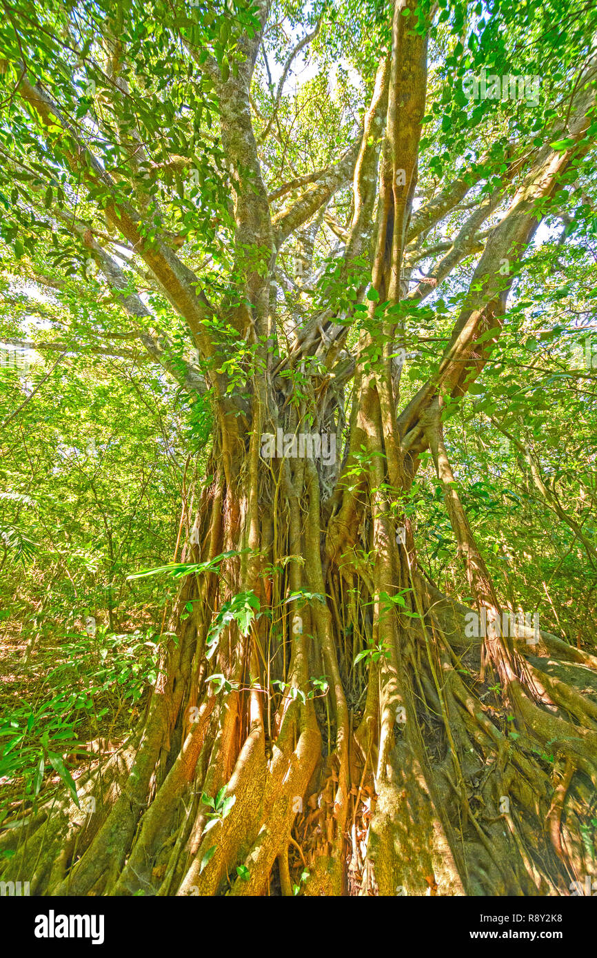 Banyan Tree im Regenwald in der Nähe von MonteVerde, Costa Rica Stockfoto